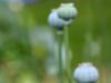 poppy